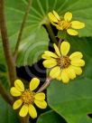 Farfugium japonicum