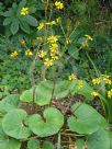 Farfugium japonicum