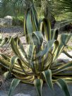 Agave americana Variegata