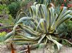 Agave americana Variegata