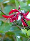 Erythrina bidwillii Blakei