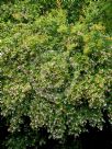 Abelia grandiflora Gold Spot Group