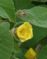 Abutilon leucopetalum