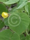 Abutilon leucopetalum