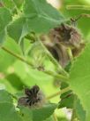 Abutilon leucopetalum