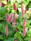 Acalypha herzogiana Pink Candles