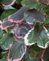 Acalypha wilkesiana Obovata