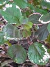 Acalypha wilkesiana Obovata