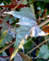 Acalypha wilkesiana Raggedy Ann