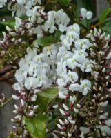 Hardenbergia comptoniana White Lace