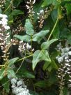 Hardenbergia comptoniana White Lace