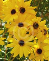 Helianthus angustifolius