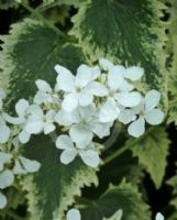 Lunaria annua Alba Variegata