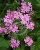 Myosotis sylvatica Rosylva