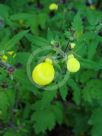 Calceolaria tripartita