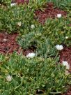 Carpobrotus rossii white