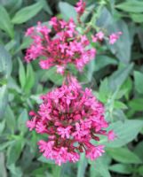 Centranthus ruber coccineus