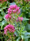 Centranthus ruber coccineus