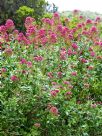 Centranthus ruber coccineus