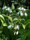 Crinum moorei Alba