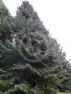 Abies pinsapo Glauca