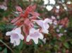 Abelia grandiflora