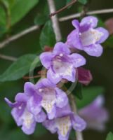 Abelia parvifolia