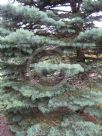 Abies concolor