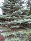 Abies concolor