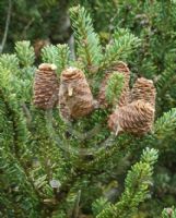 Abies koreana