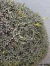 Deuterocohnia brevifolia