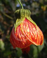 Abutilon hybridum