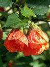 Abutilon hybridum