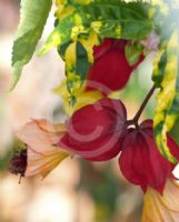 Abutilon megapotamicum Variegatum