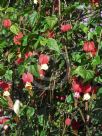 Abutilon megapotamicum