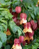 Abutilon milleri