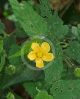 Abutilon oxycarpum