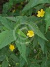 Abutilon oxycarpum