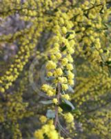 Acacia acinacea