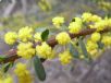 Acacia acinacea