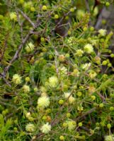 Acacia aculeatissima