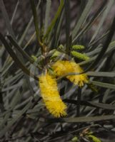 Acacia aneura