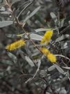 Acacia aneura