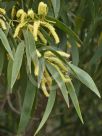 Acacia aulacocarpa