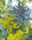 Acacia baileyana Purpurea