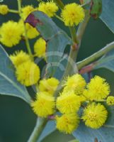 Acacia bancroftiorum