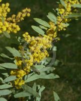 Acacia barringtonensis