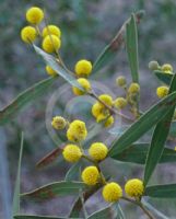 Acacia beckleri