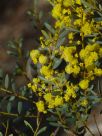 Acacia buxifolia