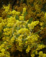 Acacia cardiophylla